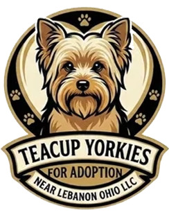 Teacup Yorkies for Adoption